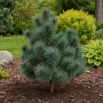 Borovica lesná (Pinus sylvestris) ´CHANTRY BLUE´ - výška 50-60 cm, kont. C5L